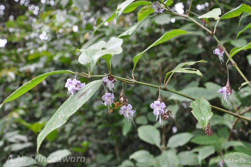 Nilgirianthus ciliatus fullplant3.jpg